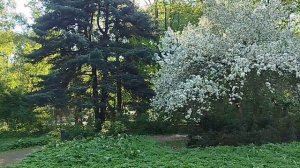 парку   Сокольники  95    лет