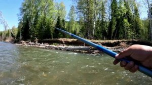 Первая рыбалка на хариуса после нерстового запрета на Алтае