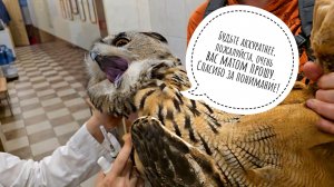 Вакцинировать десять сов за 30 минут! Сыч Лучик задал жару. Мария Маркина тыкает сов и щупает петуха