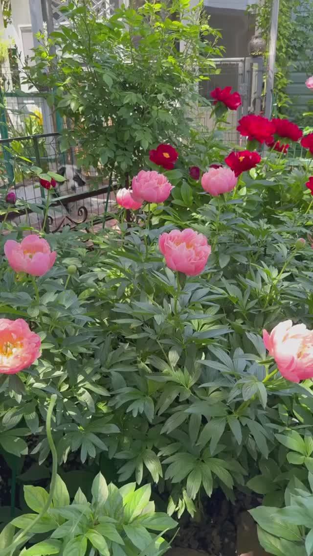Пионовое шоу🌺🌸🌺🌸🌺 смотреть онлайн