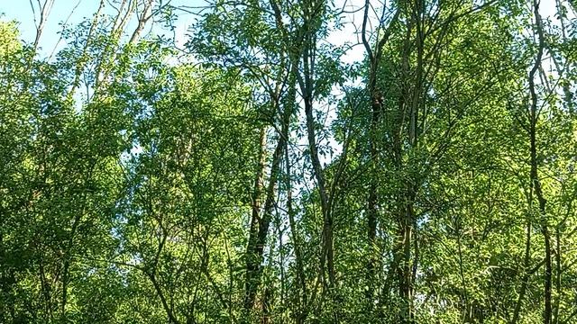 пришла Белочка к нам на дачу