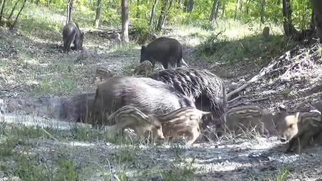 Видео фото ловушки кабаны смотреть онлайн