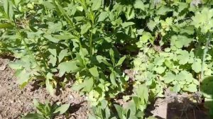 Дела огородные 🌱- часть 4 - купила новые цветы💮 - не прижились цветы лаванда и хризантема 😔