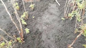 Посадки рассады задерживаются из-за холодной погоды.Борьба с сорняками продолжается.