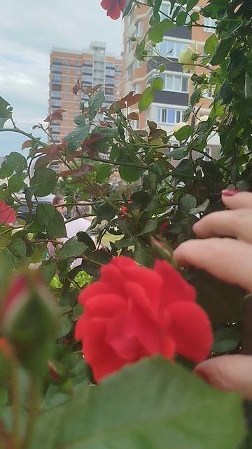 Роза даёт красоту смотреть онлайн