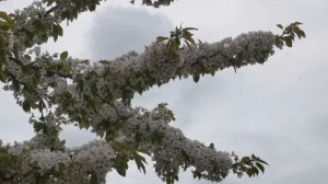 Цветение черешни с 6 по 23 апреля