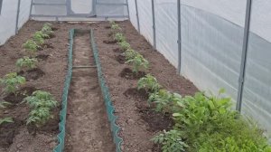 Обзор тепличек, пока всё радует.Газон расти не хочет,проливаем каждый день.