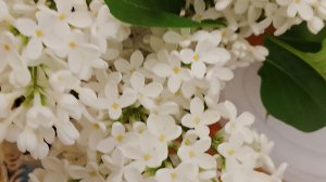 Сажу цветы в клумбу бархатцы и космею