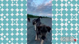 Собаки на море. Видели видео? Фрагмент выпуска от 24.05.2026