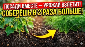 Посади ЭТИ 5 пар — и урожай вырастет БЕЗ удобрений!
