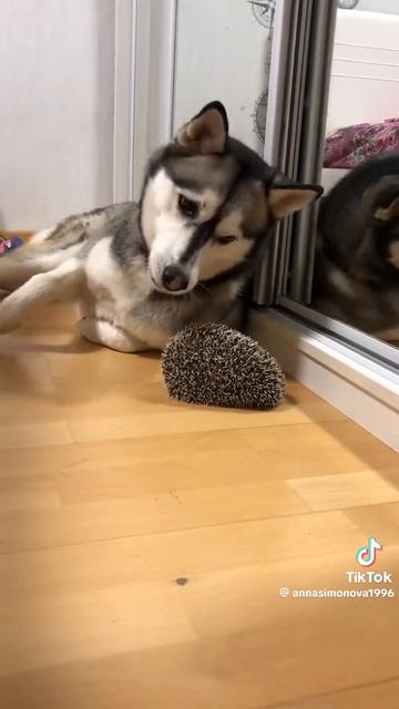 1000018032.mp4
