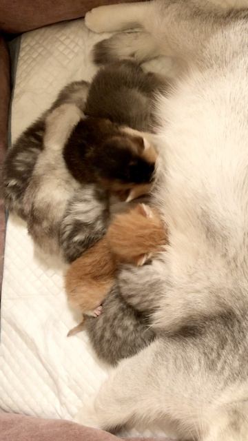 Котятам 10 дней.