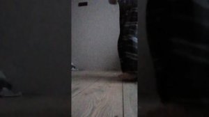 наши самые смешные моменты которые попали на камеру (varols house)