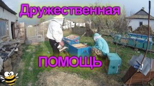Помощь от пчеловода #bee