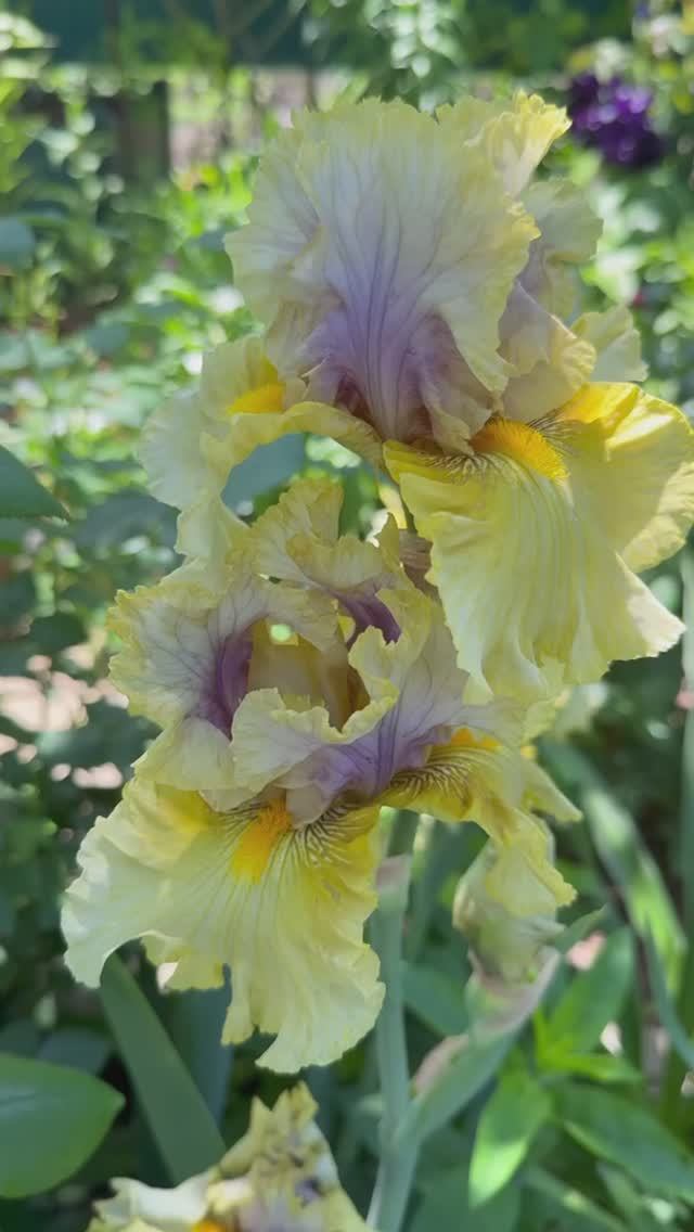 Ирисовое утро✨🌼💜✨🌼💜✨🌼💜✨ смотреть онлайн