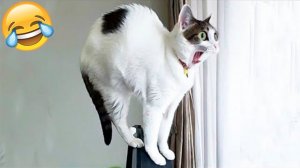 СМЕШНЫЕ КОТЫ | ЛУЧШИЕ ПРИКОЛЫ С КОТАМИ, СОБАКАМИ, КОШКИ, СОБАКИ, ЖИВОТНЫЕ, СМЕШНОЕ ВИДЕО