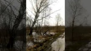 Половодье. р.Томь