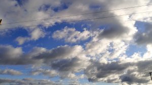 В МИРЕ ЖИВОТНЫХ# И НЕ ТОЛЬКО# ПО ВСЕМ ПРАВИЛАМ #