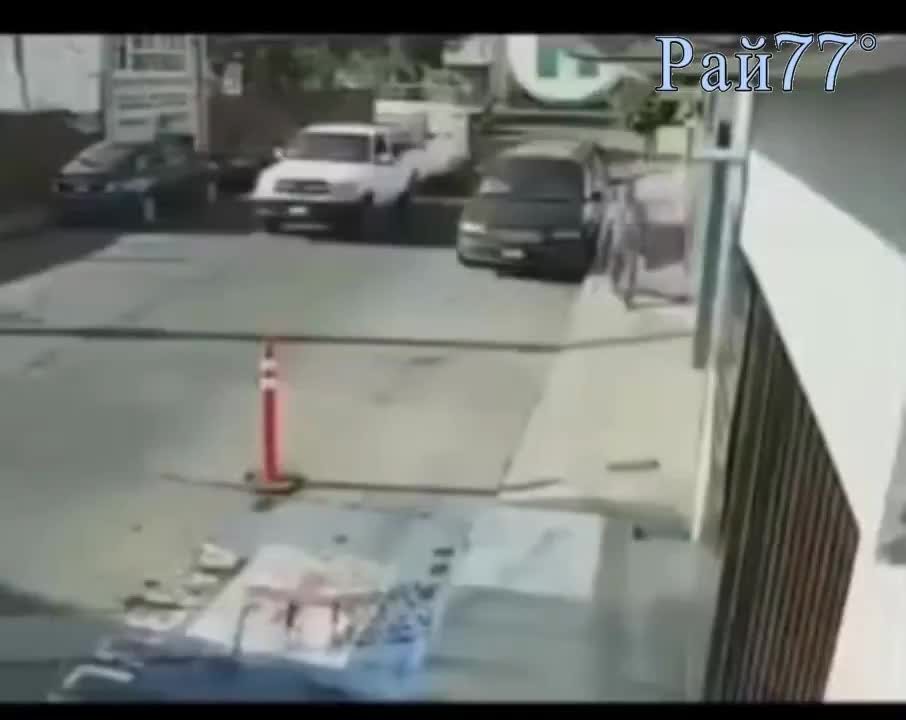 Бык вывалился из автомобиля