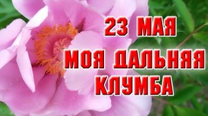 23 мая. Добралась до клумбы у дальнего забора