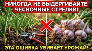 НЕ ДЕЛАЙТЕ ЭТОГО! Одна ошибка со стрелками чеснока — и головки не вырастут