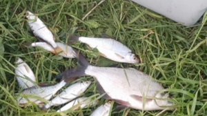 Рыбачил на пикерное удилище🎣 Вечерний клёв на донку. Прикормка Стерля (Чеснок-Кориандр-Плотва).