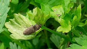 Серый щелкун, рябоватый щелкун (Agrypnus murinus )