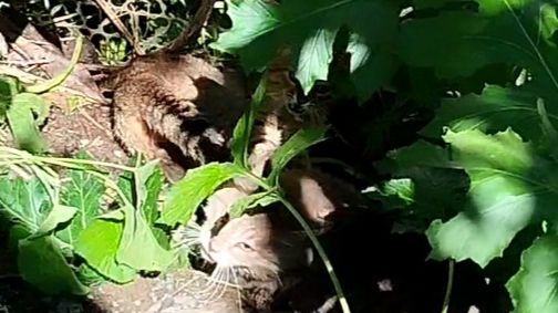 Драка котов не для слабонервных!