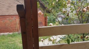 СОЧИ ГОРНОЕ ЛОО ВЕЧЕР 24.05.2026