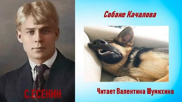 С.Есенин "Собаке Качалова" (Дай, Джим, на счастье лапу мне...) Читает Валентина Шумихина.