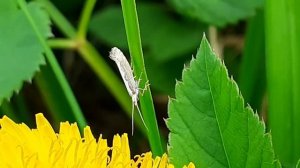 Капустная моль (лат. Plutella xylostella)