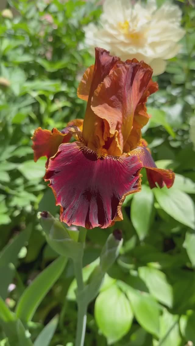 Ирис Копатоник с пионами🌺🕊️🌺🕊️🌺 смотреть онлайн
