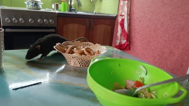 где крысоловы? мои офонарели! 😵💫