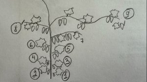 Как пасынковать огурцы