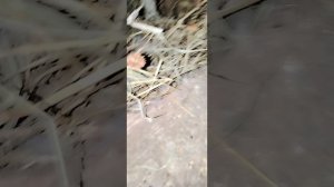 Иду в курятник