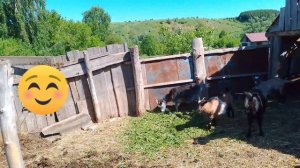 ставим теплицу,косим траву и кормили животных.