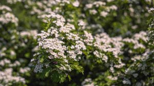Helios 44-2...