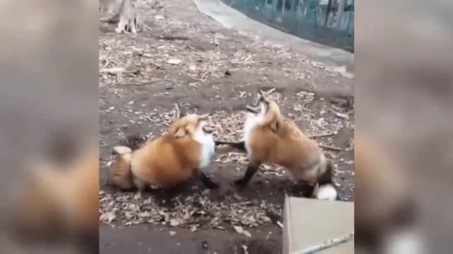 Две лисы ржут ))