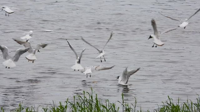 Озёрная Чайка. Птицы в Великом Новгороде, 24 мая 2026 смотреть онлайн