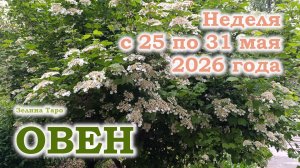ОВЕН | ТАРО прогноз на неделю с 25 по 31 мая 2026 года