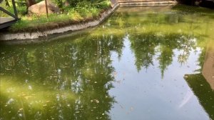 Уровень в пруду  перестал падать.Мысли по барабанному фильтру
