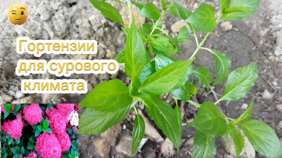 Какие гортензии лучше всего подойдут для сурового климата смотреть онлайн