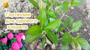 Какие гортензии лучше всего подойдут для сурового климата