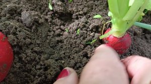 Вы видели? Редис гигант. Я не видела.