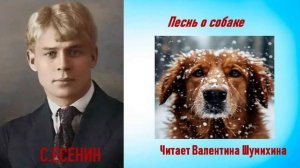 С.Есенин «Песнь о собаке». Читает Валентина Шумихина.
