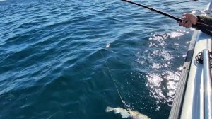 Настоящая морская рыбалка в Баренцевом море. Ловля Трески и отдых в Мурманске.