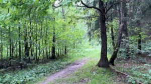 Расслабление/Звуки природы/Лесная медитация/Птицы поют