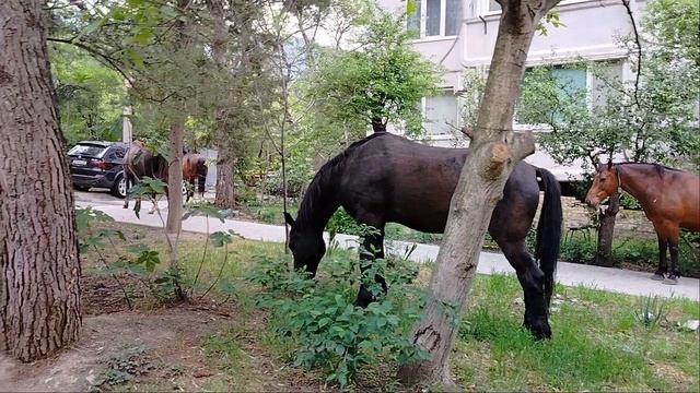 Вольные лошади прогулка по Ялте 🐴