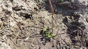 Какие гортензии лучше всего подойдут для сурового климата