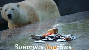 Вкусный и сбалансированный завтрак для белого медведя Кая.